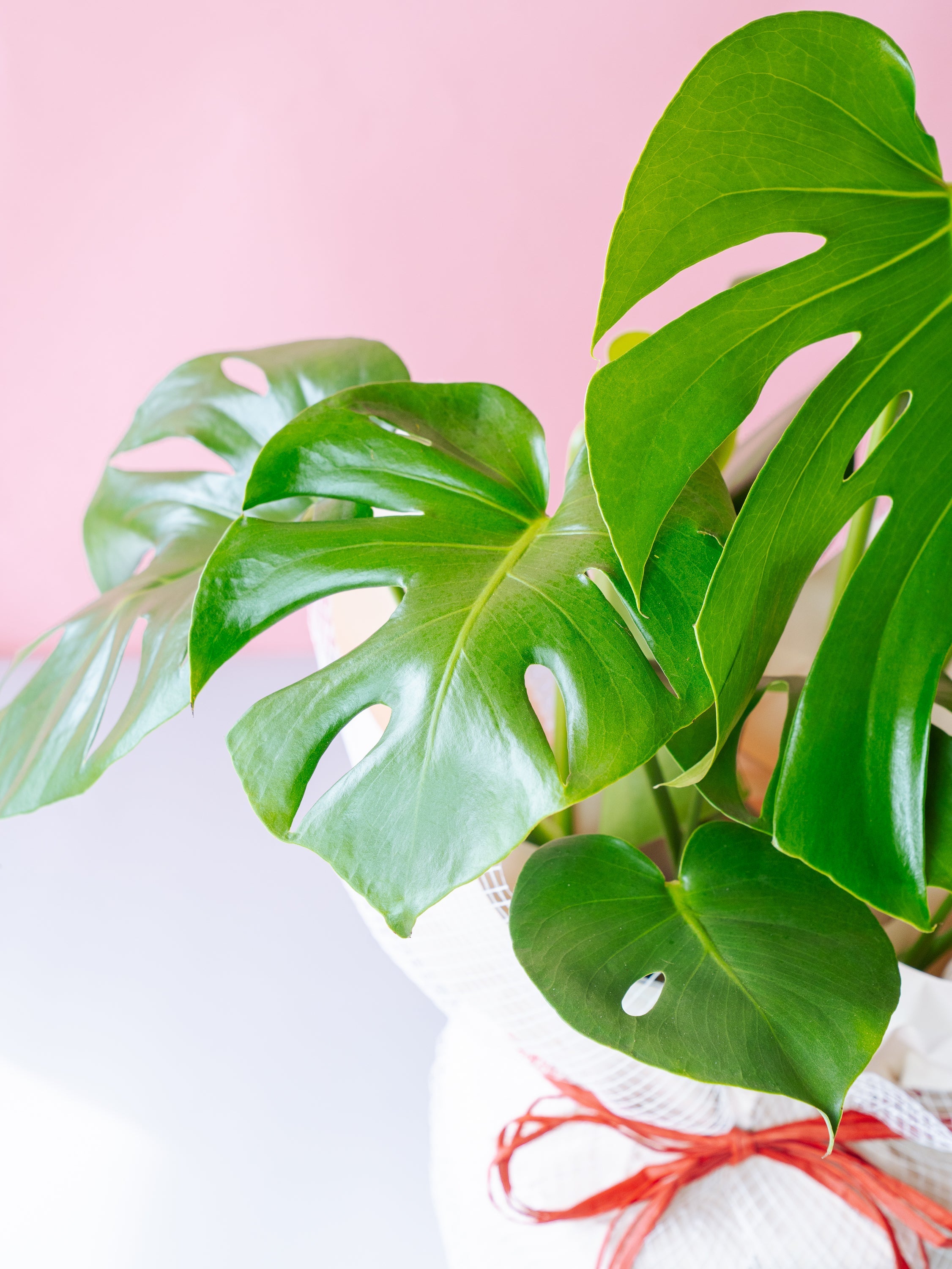 モンステラ・デリシオーサ S | 観葉植物の通販 AND PLANTS (アンド