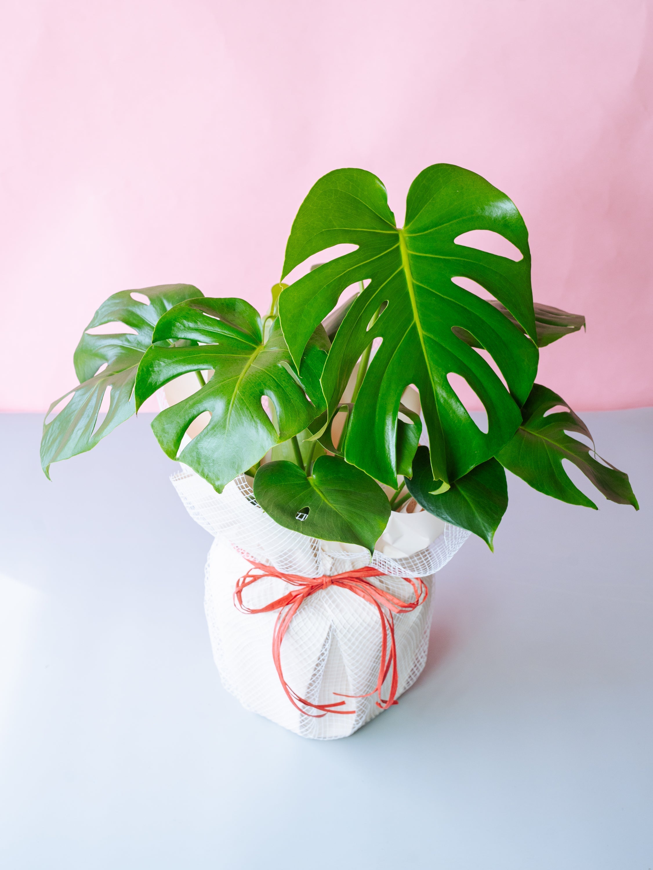 お買い得　モンステラ・デリシオーサ  定価20000円→5000円 モンステラ デリシオーサ 【観葉植物 7号／1個売り】 : shopooo by GMO