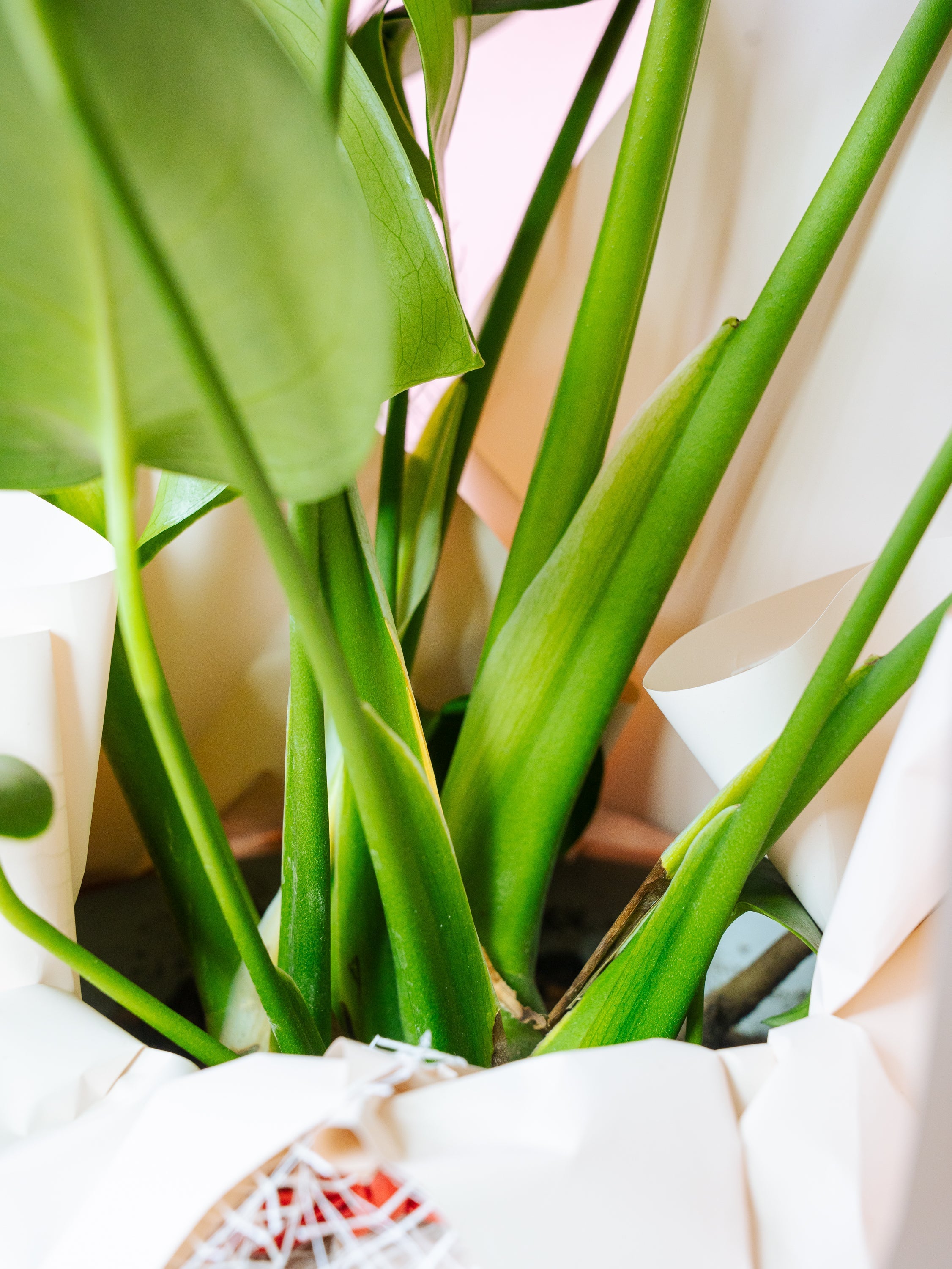 モンステラ・デリシオーサ S | 観葉植物の通販 AND PLANTS (アンド モンステラ・デリシオーサ S | 観葉植物の通販 AND PLANTS (アンド