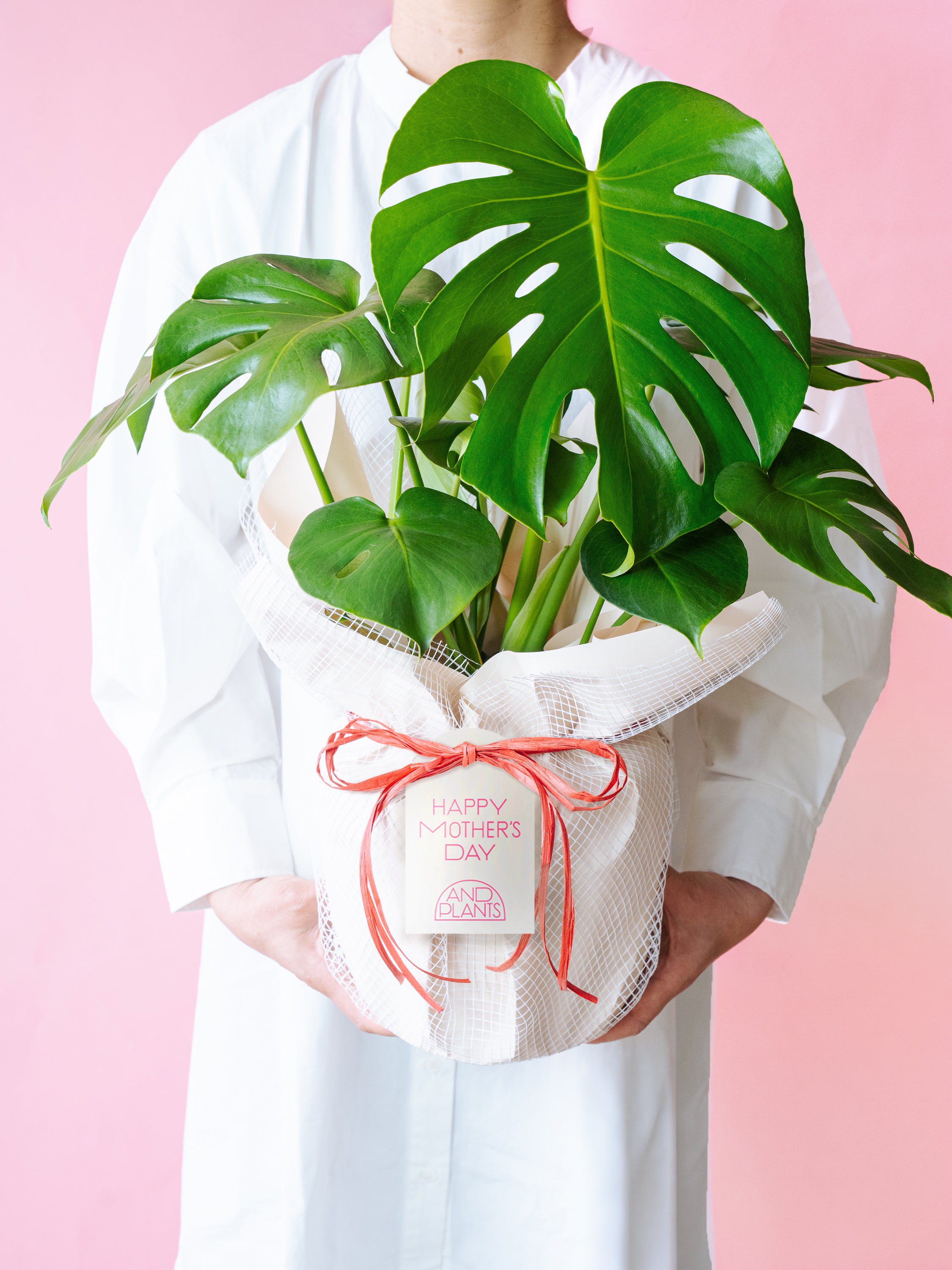 お買い得　モンステラ・デリシオーサ  定価20000円→5000円 モンステラ デリシオーサ 【観葉植物 7号／1個売り】 : shopooo by GMO
