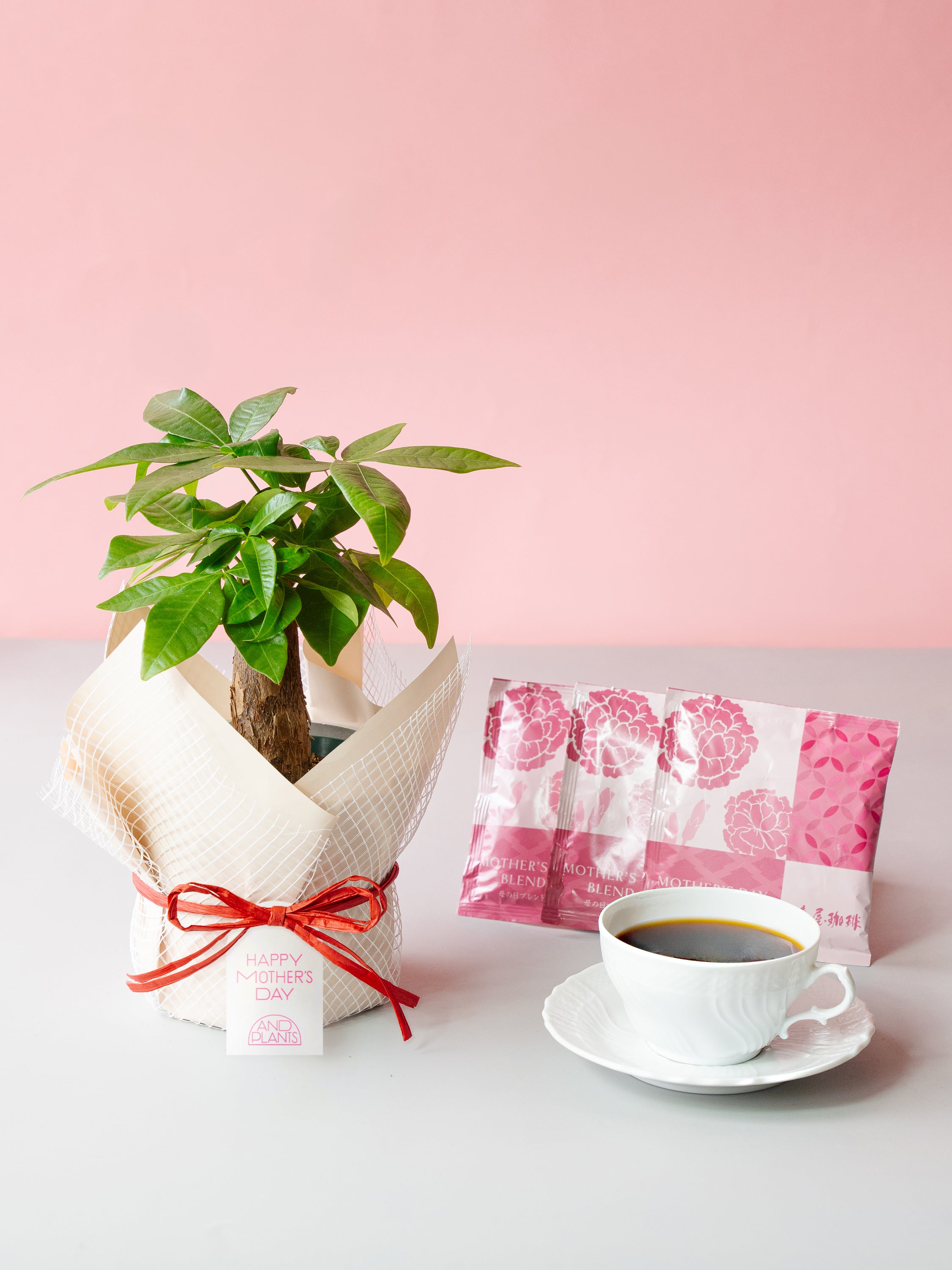 【母の日】パキラ Table-M + 椿屋珈琲3パック