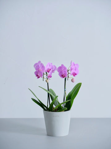 【母の日】胡蝶蘭ミディ 2本立 Table-M ピンク