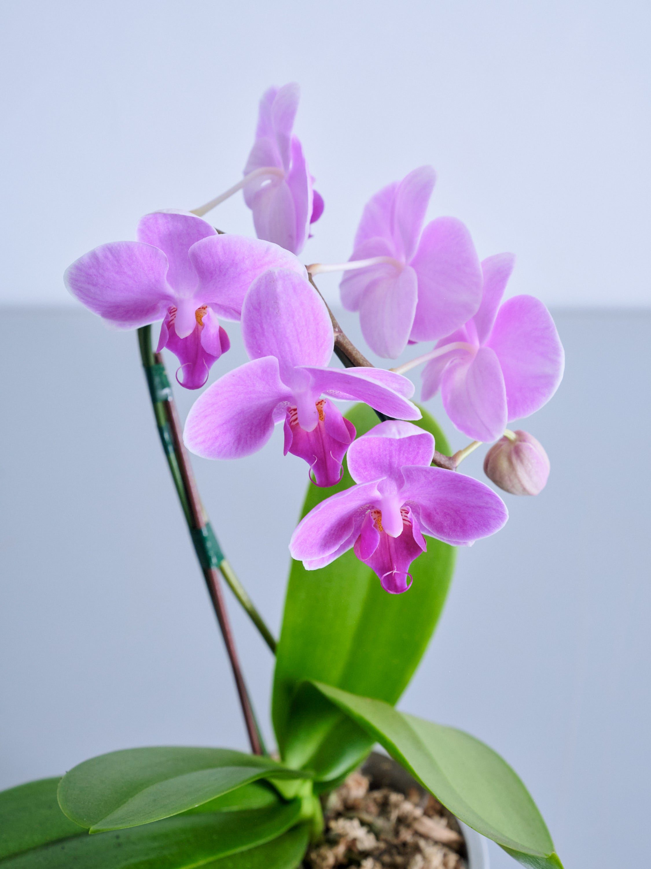 母の日】胡蝶蘭ミディ 1本立 Table-S ピンク | 観葉植物・お花の通販