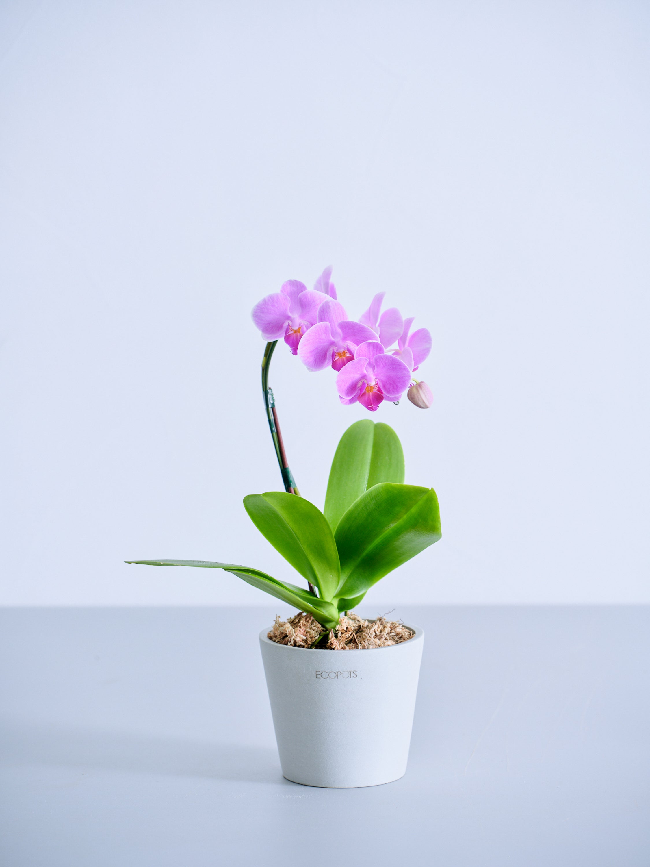 母の日】胡蝶蘭ミディ 1本立 Table-S ピンク | 観葉植物・お花の通販