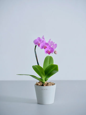 【母の日】胡蝶蘭ミディ 1本立 Table-S ピンク