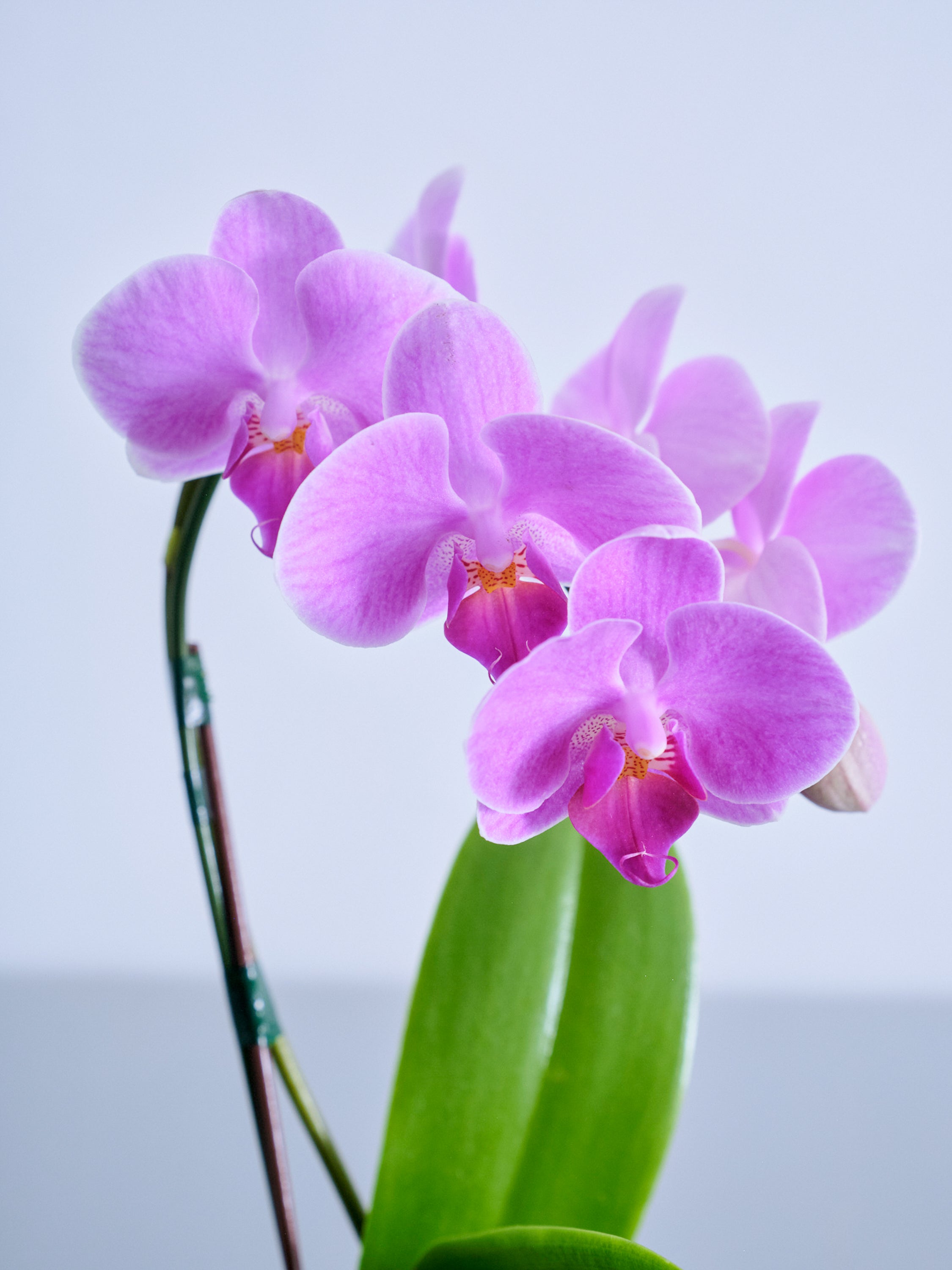 母の日】胡蝶蘭ミディ 1本立 Table-S ピンク | 観葉植物・お花の通販