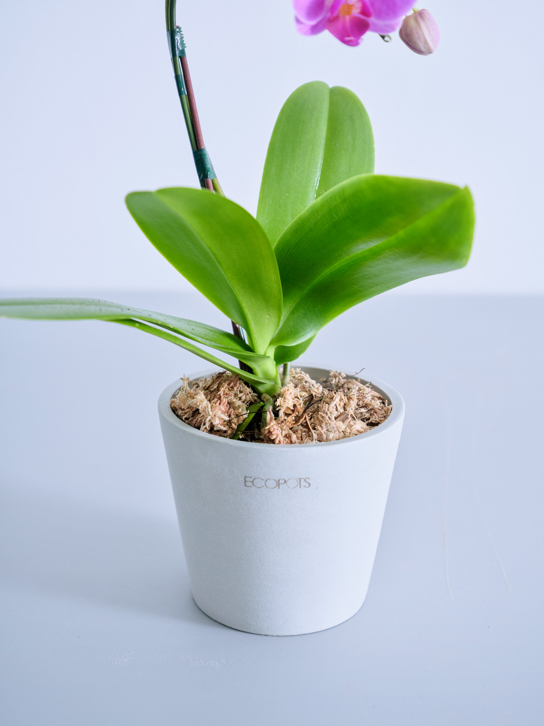 母の日】胡蝶蘭ミディ 1本立 Table-S ピンク | 観葉植物・お花の通販