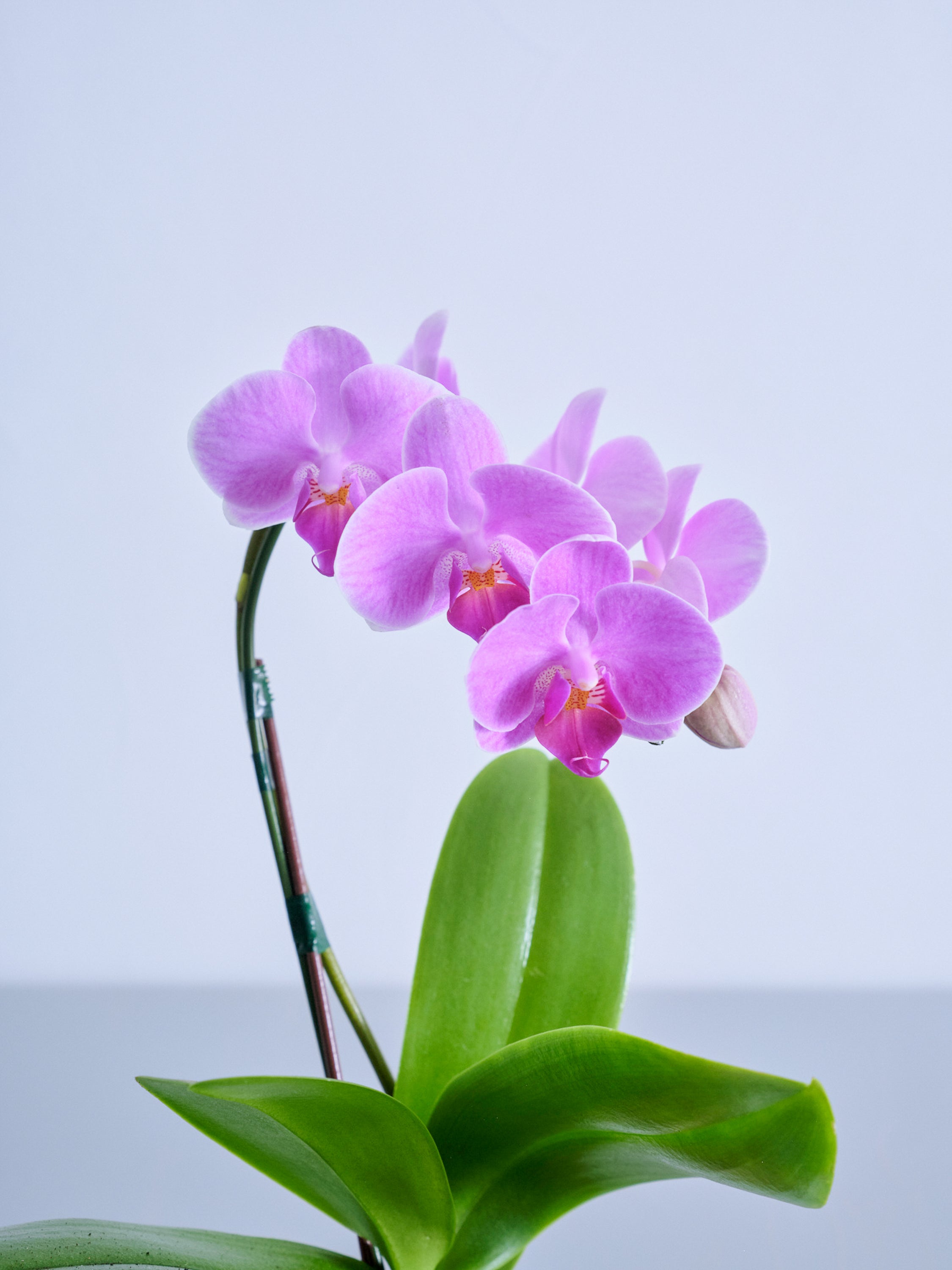 母の日】胡蝶蘭ミディ 1本立 Table-S ピンク | 観葉植物・お花の通販