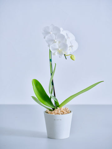 【母の日】胡蝶蘭ミディ 1本立 Table-S 白