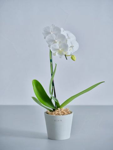 【母の日】胡蝶蘭ミディ 1本立 Table-S 白