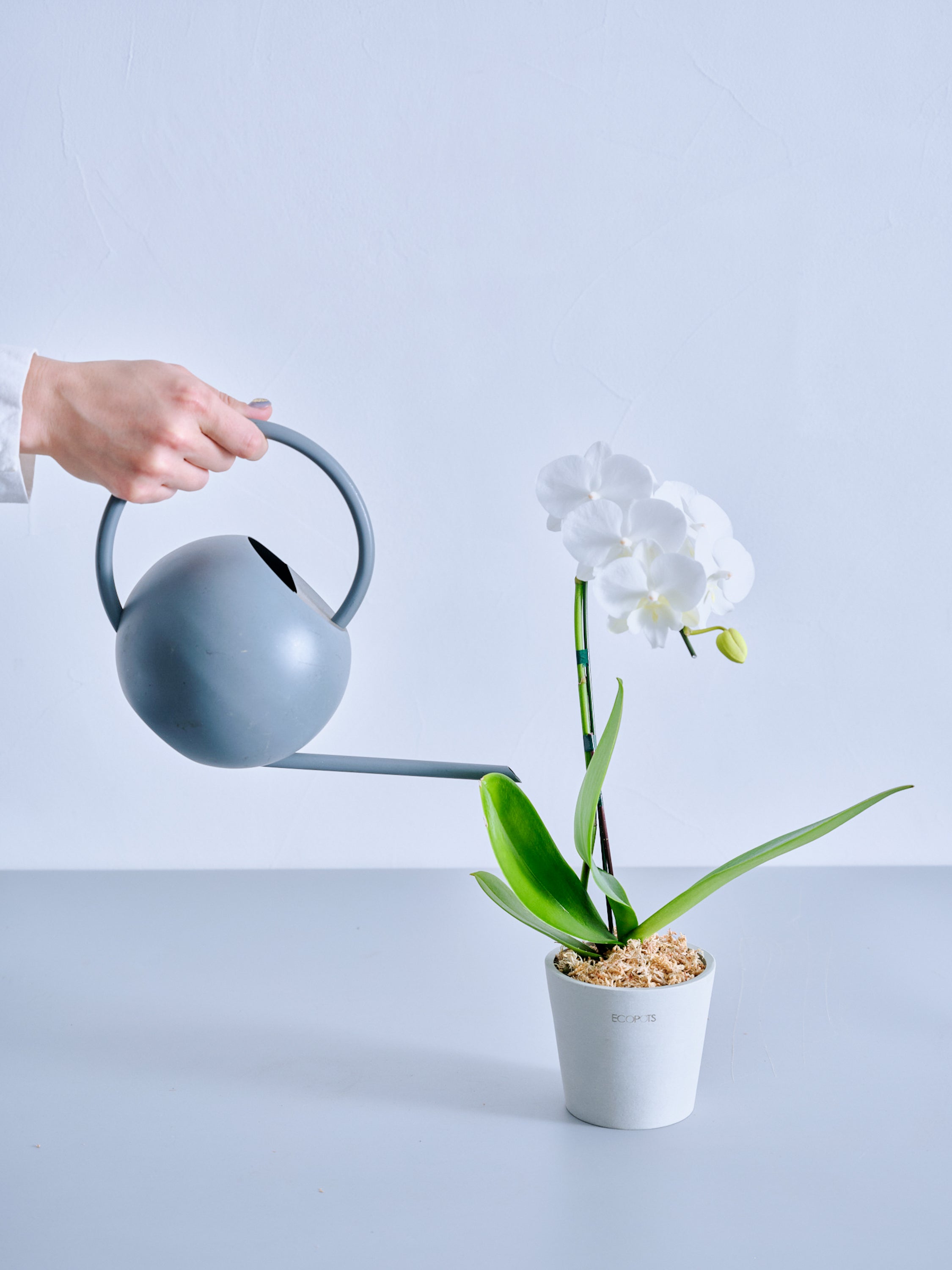 母の日】胡蝶蘭ミディ 1本立 Table-S 白 | 観葉植物・お花の通販 AND