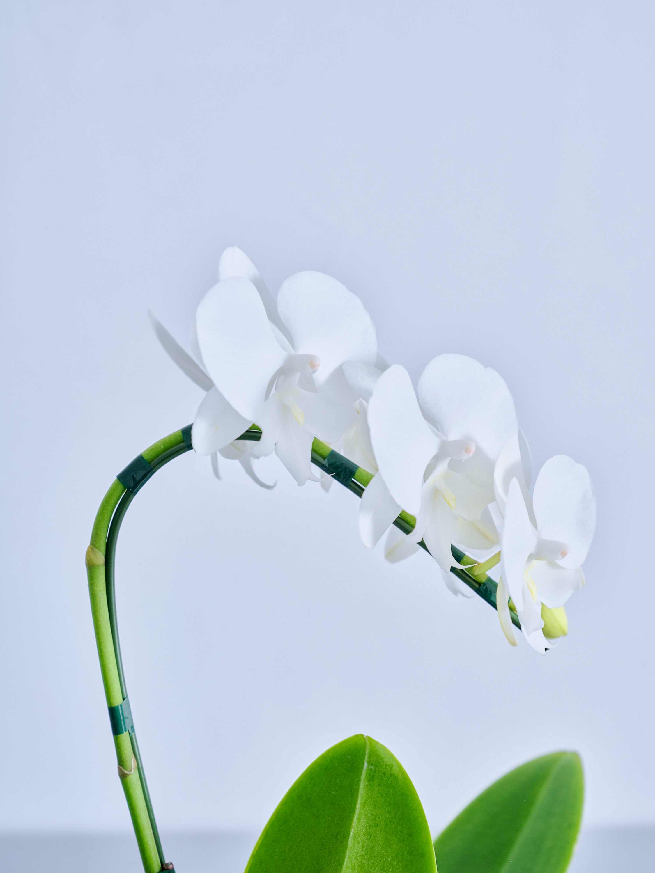 Flower Meister 白い胡蝶蘭 箱入り White Radiance（胡蝶蘭白3本立） I 花鉢-ゴトウフローリスト