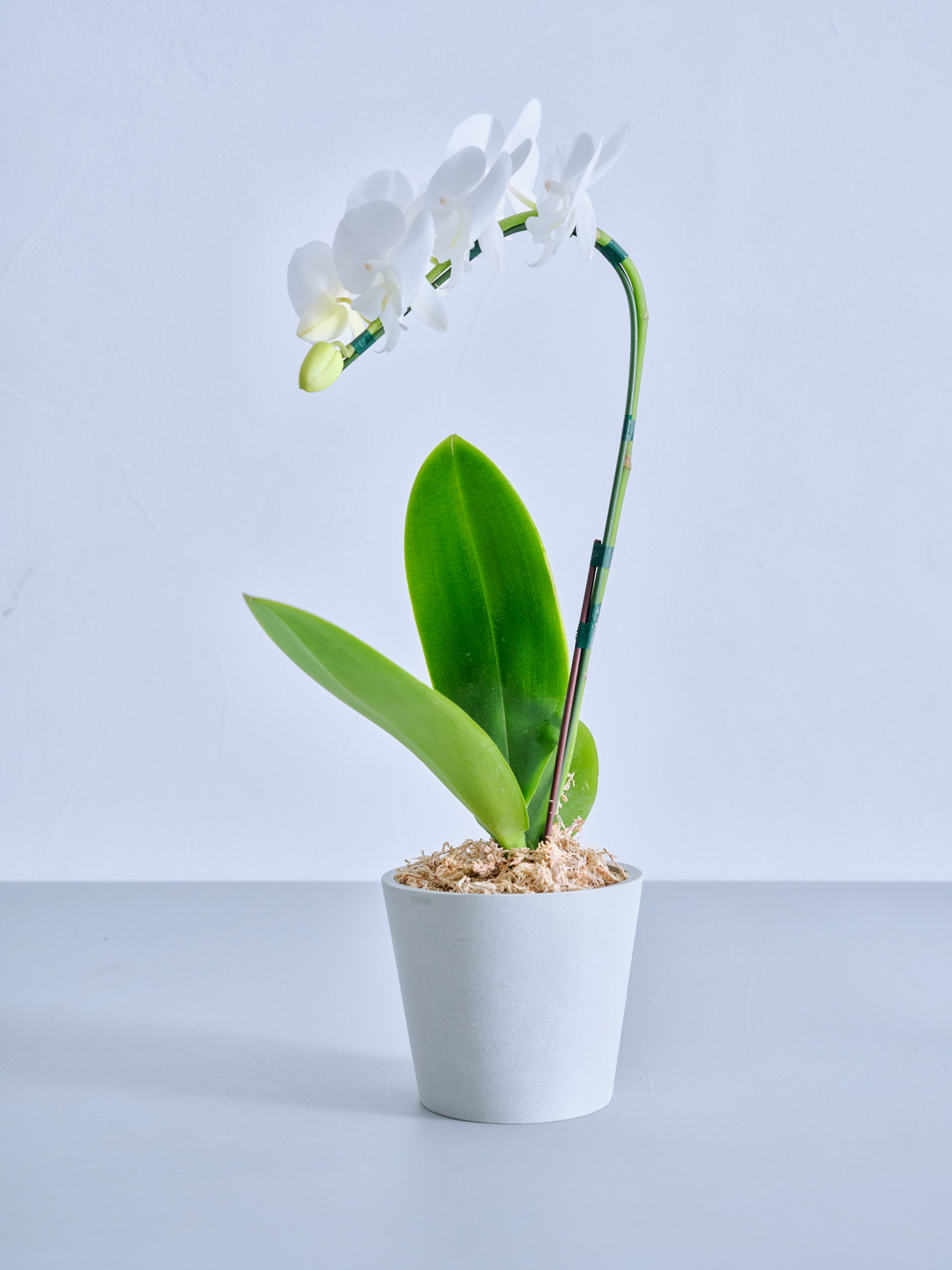 母の日】胡蝶蘭ミディ 1本立 Table-S 白 | 観葉植物・お花の通販 AND