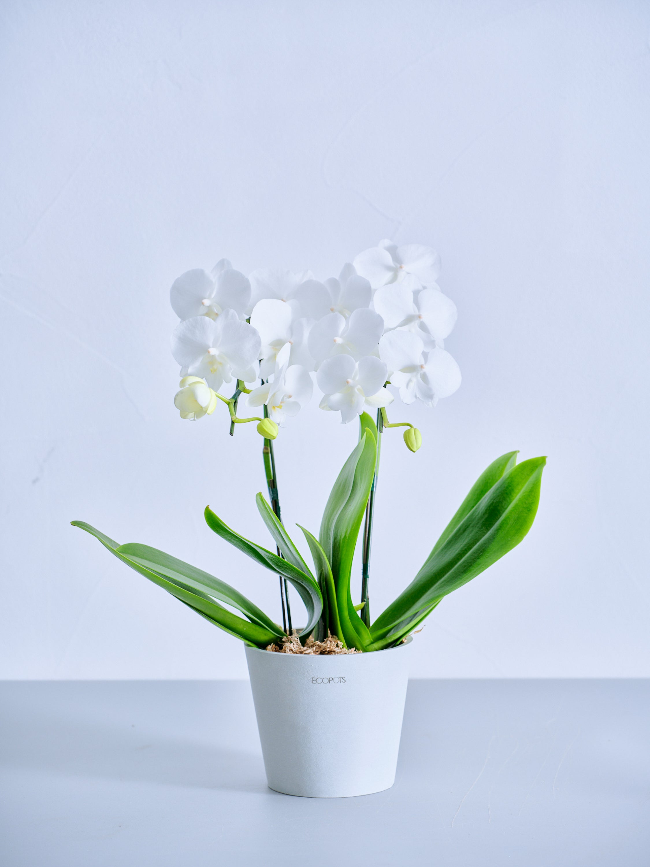 母の日】胡蝶蘭ミディ 2本立 Table-M 白 | 観葉植物・お花の通販 AND