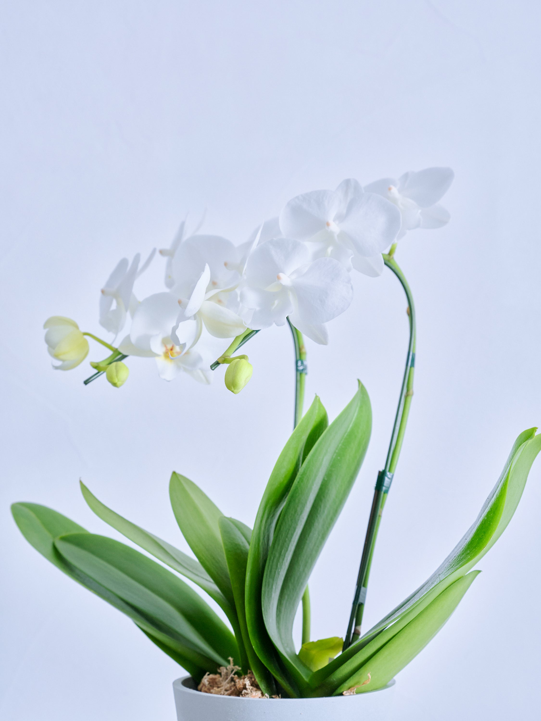 母の日】胡蝶蘭ミディ 2本立 Table-M 白 | 観葉植物・お花の通販 AND