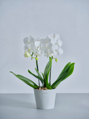 【母の日】胡蝶蘭ミディ 2本立 Table-M 白