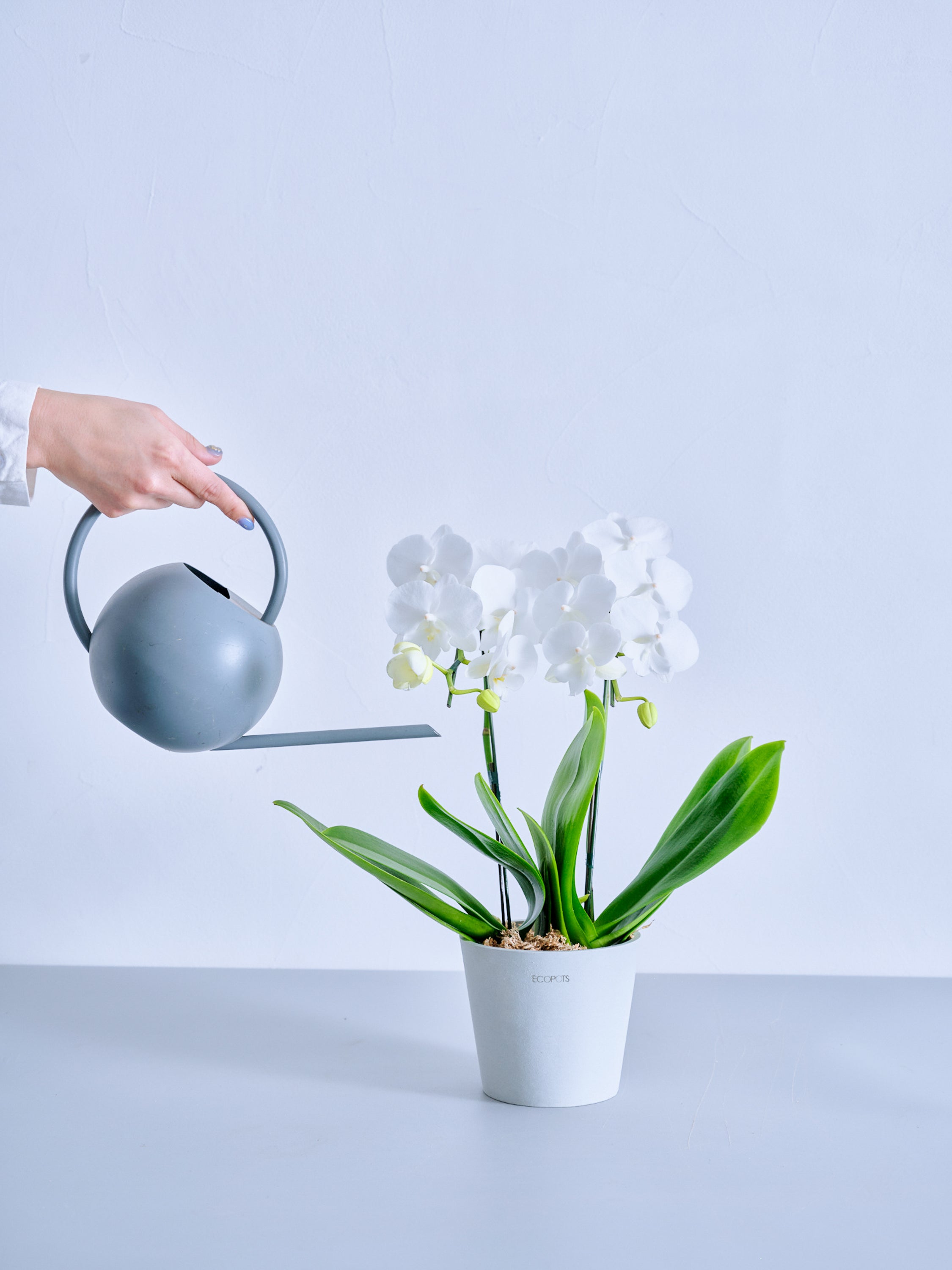 母の日】胡蝶蘭ミディ 2本立 Table-M 白 | 観葉植物・お花の通販 AND
