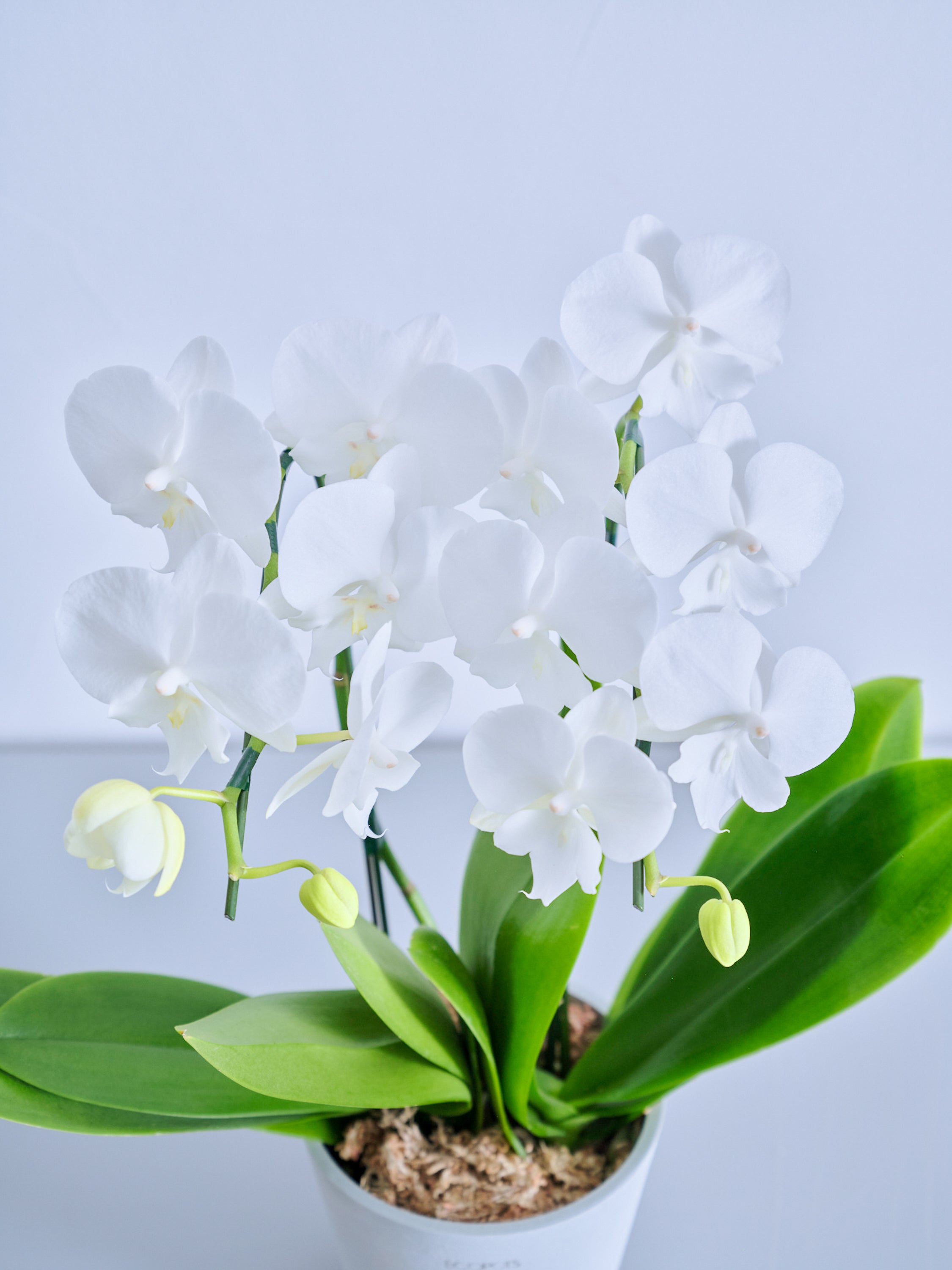 母の日】胡蝶蘭ミディ 2本立 Table-M 白 | 観葉植物・お花の通販 AND