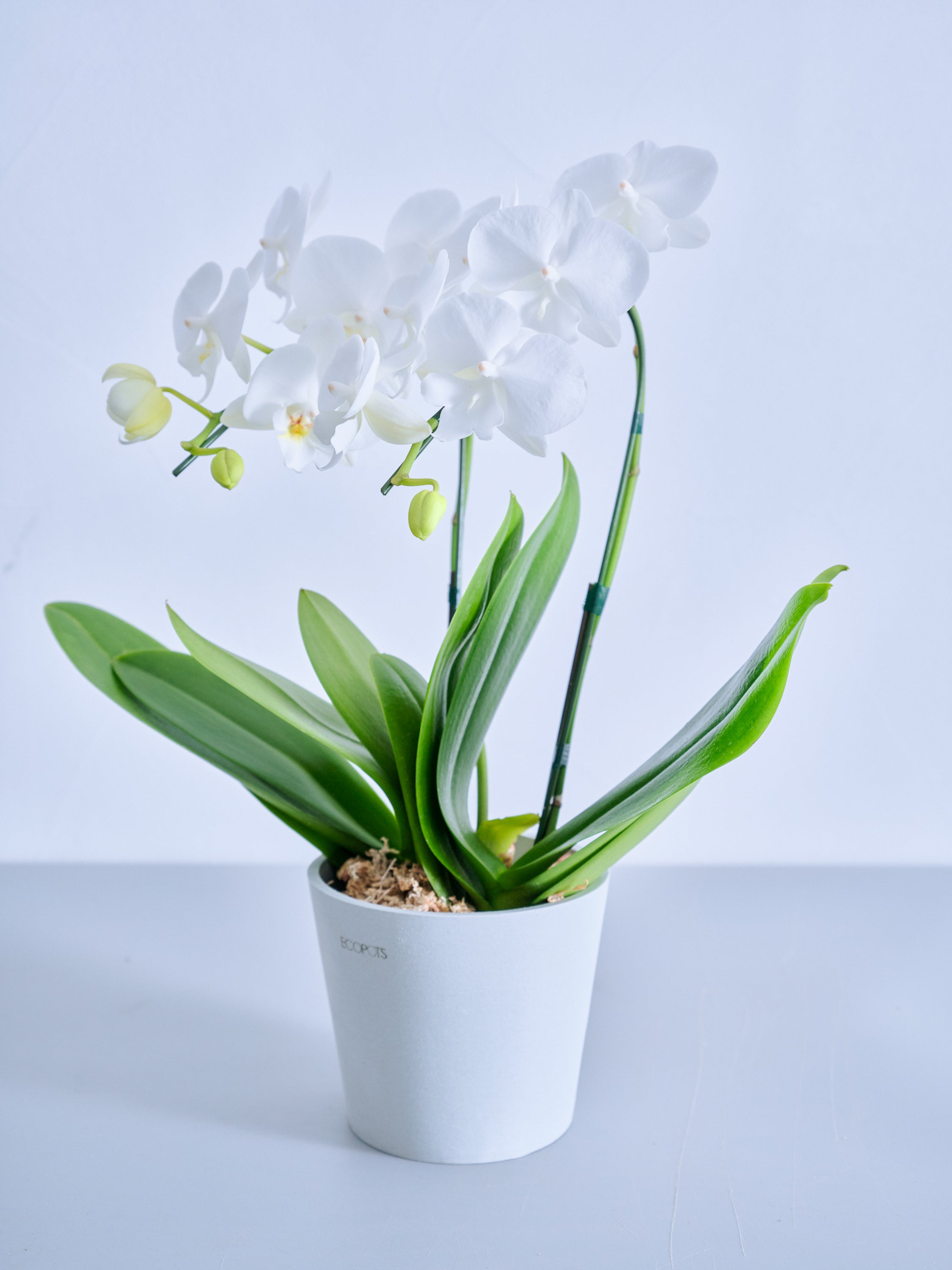 母の日】胡蝶蘭ミディ 2本立 Table-M 白 | 観葉植物・お花の通販 AND