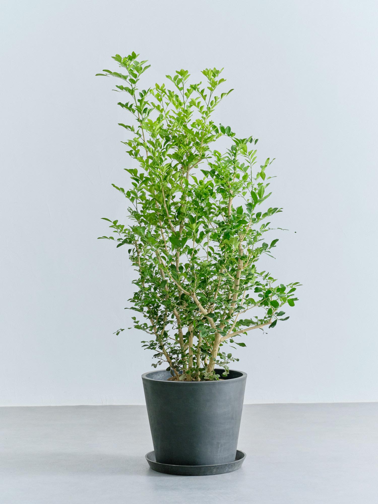 シルクジャスミン L | 観葉植物の通販 AND PLANTS (アンドプランツ)