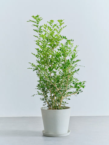 シルクジャスミン L