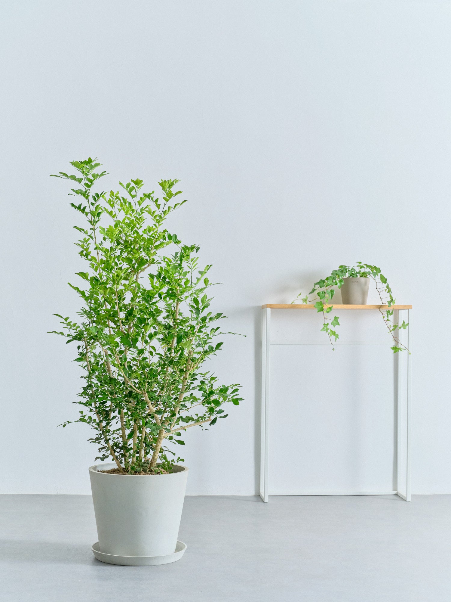 フランクリンミント　シルクロード　 フランクリンミント シルクロード 楽天市場】フランクリンミント（貨幣