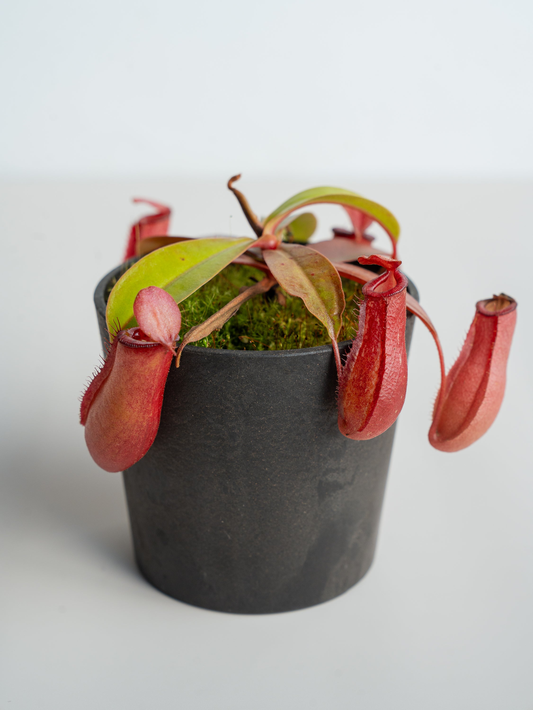 ネペンテス・レディラック Table-S | 観葉植物の通販 AND PLANTS 
