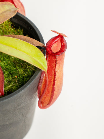 ネペンテス・レディラック Table-S