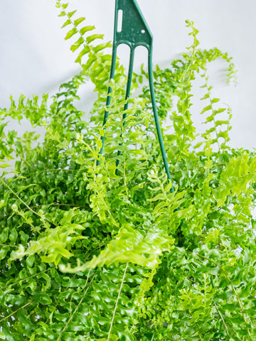 【一点もの】ネフロレピス・ペチコート -ハンギング- #6