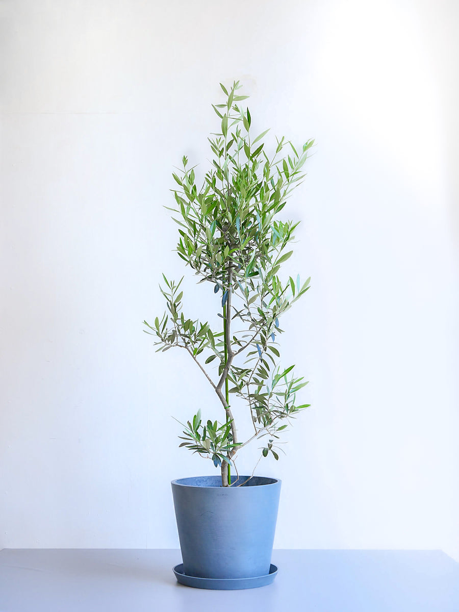 オリーブ・チプレッシーノ 10号 | 観葉植物の通販 AND PLANTS (アンド