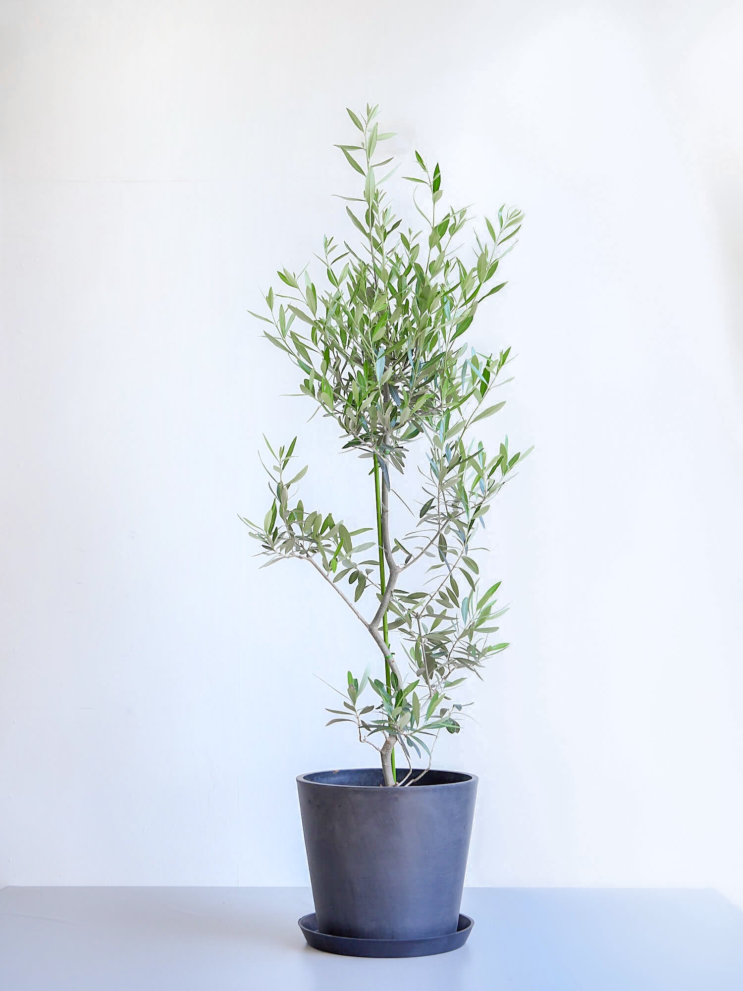 オリーブの木 シプレッシーノ - 植物/観葉植物