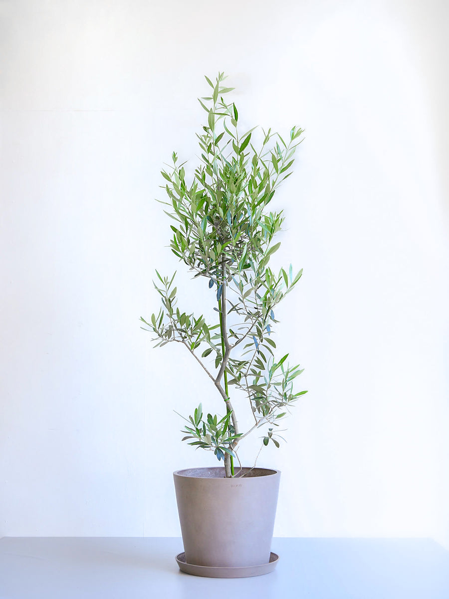 オリーブの木 10号 | 観葉植物の通販 AND PLANTS (アンドプランツ) オリーブの木 10号 | 観葉植物の通販 AND PLANTS (アンドプランツ)