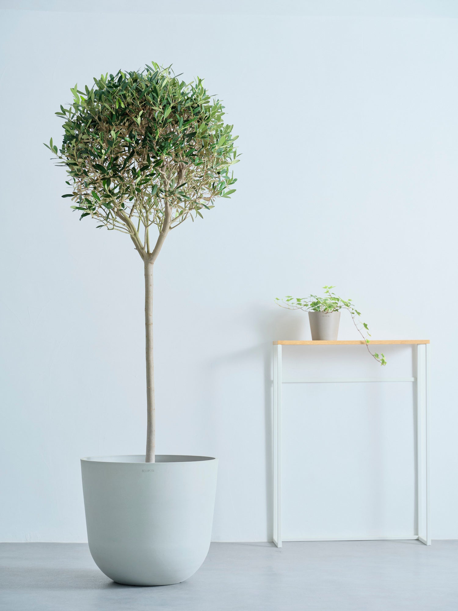 オリーブ XL【首都圏限定】(樹脂ポット ブラックマーブル) | 観葉植物