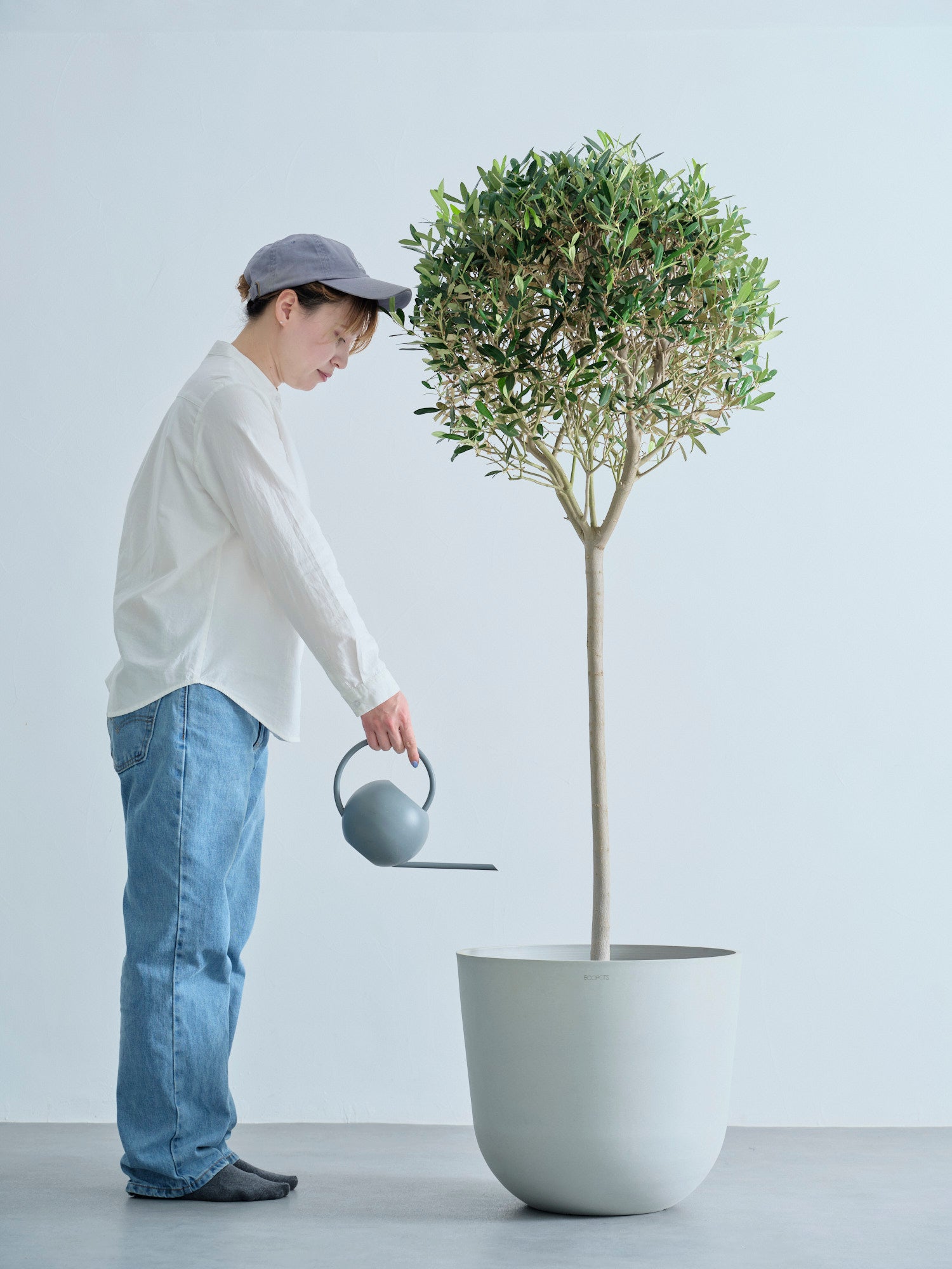 オリーブ XL【首都圏限定】(樹脂ポット ブラックマーブル) | 観葉植物