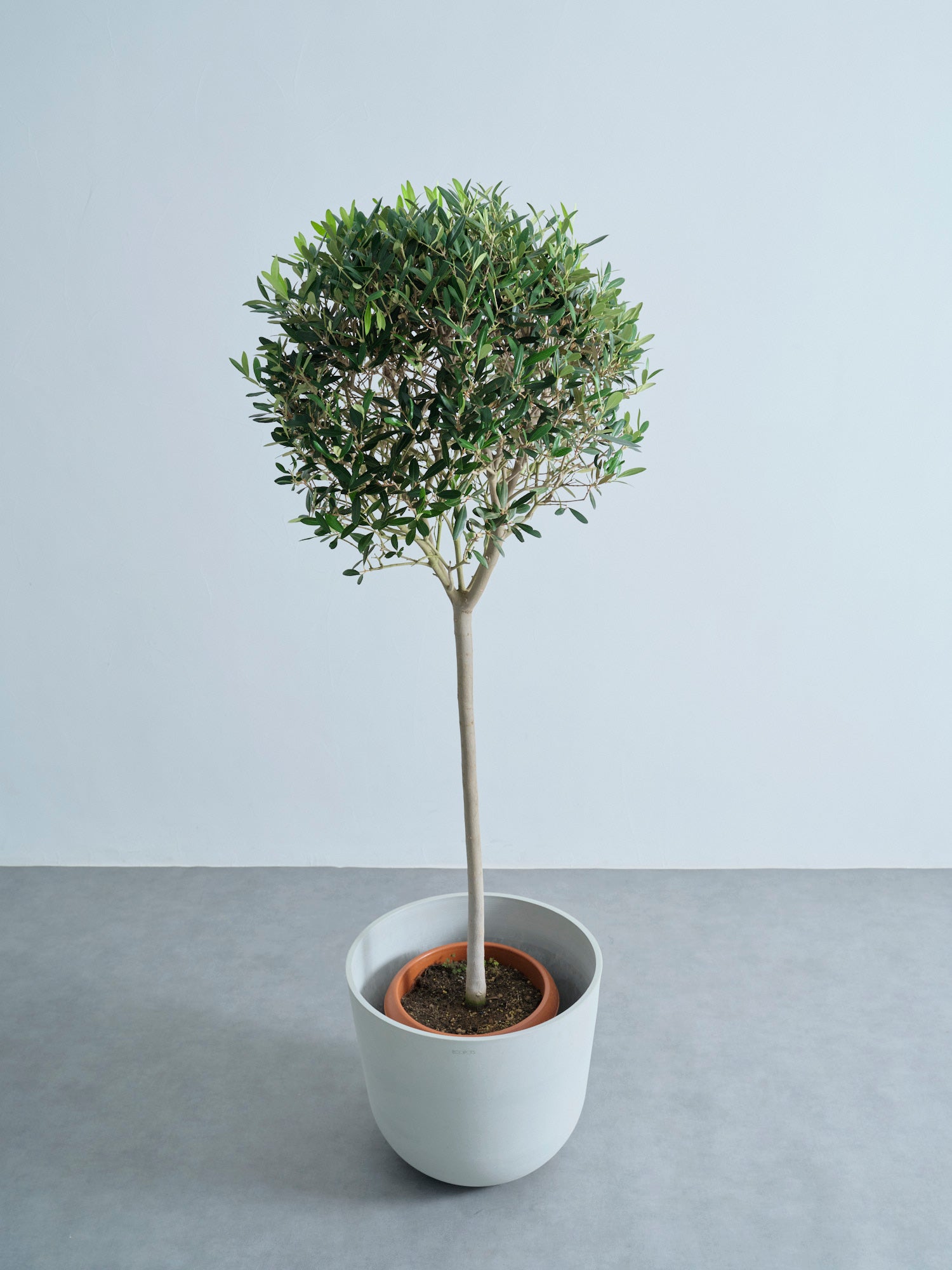 オリーブ XL【首都圏限定】 | 観葉植物の通販 AND PLANTS (アンドプランツ)