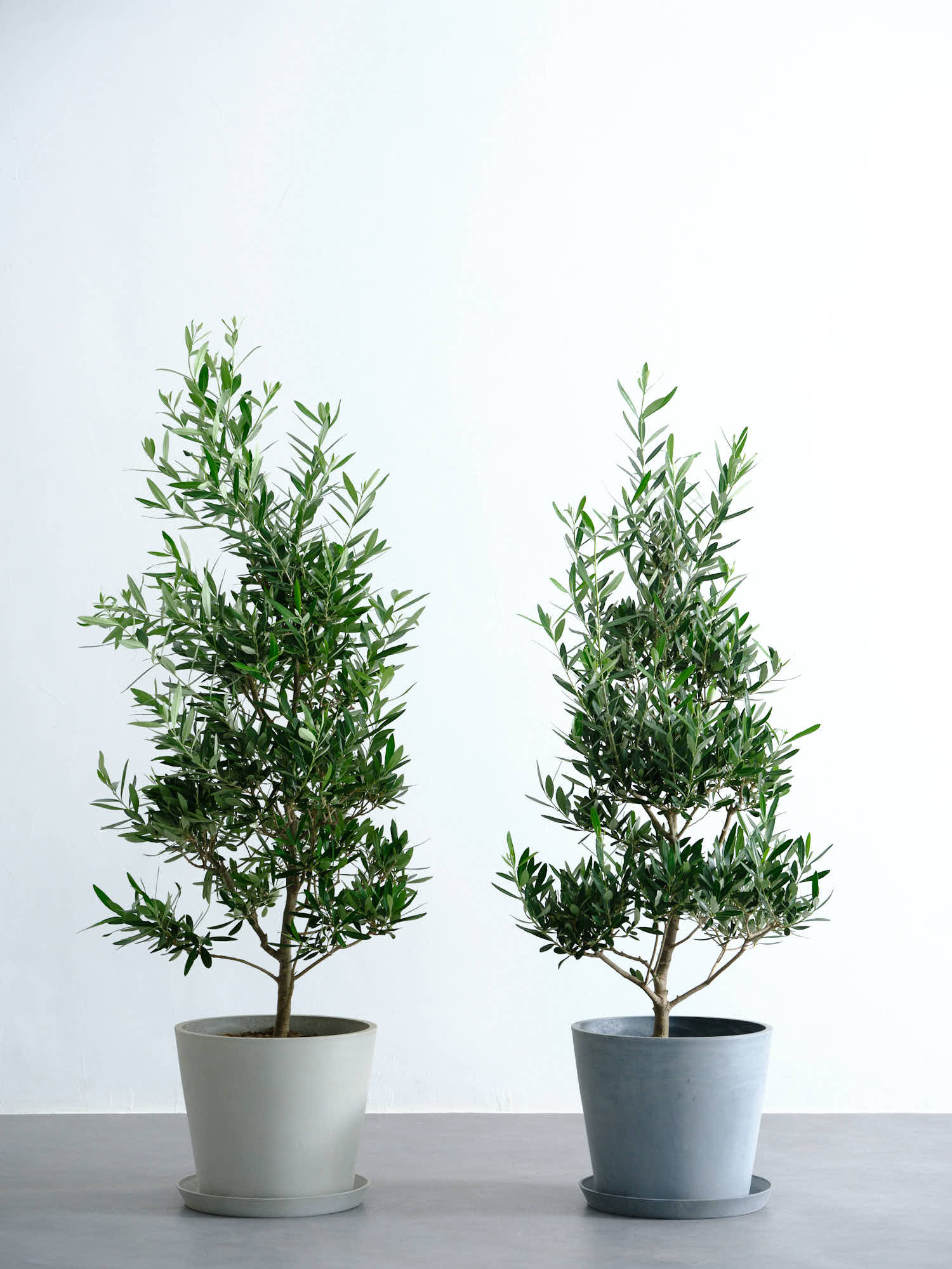 開花中✨ オリーブ チプレッシーノ Lサイズ 観葉植物 calm cafe オリーブ・チプレッシーノ L #2 | 観葉植物の通販 AND PLANTS