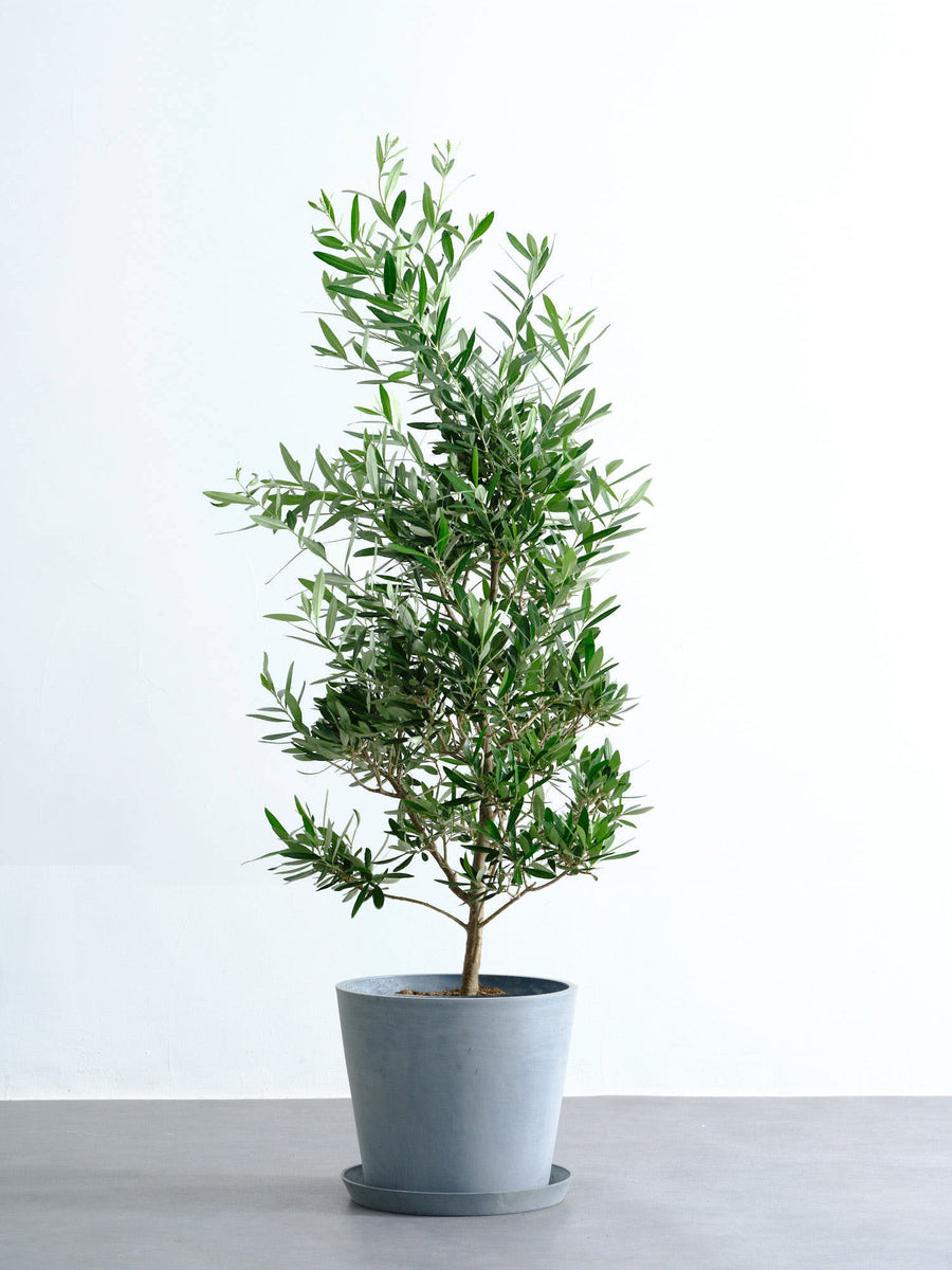 オリーブ・チプレッシーノ 10号 | 観葉植物の通販 AND PLANTS (アンド