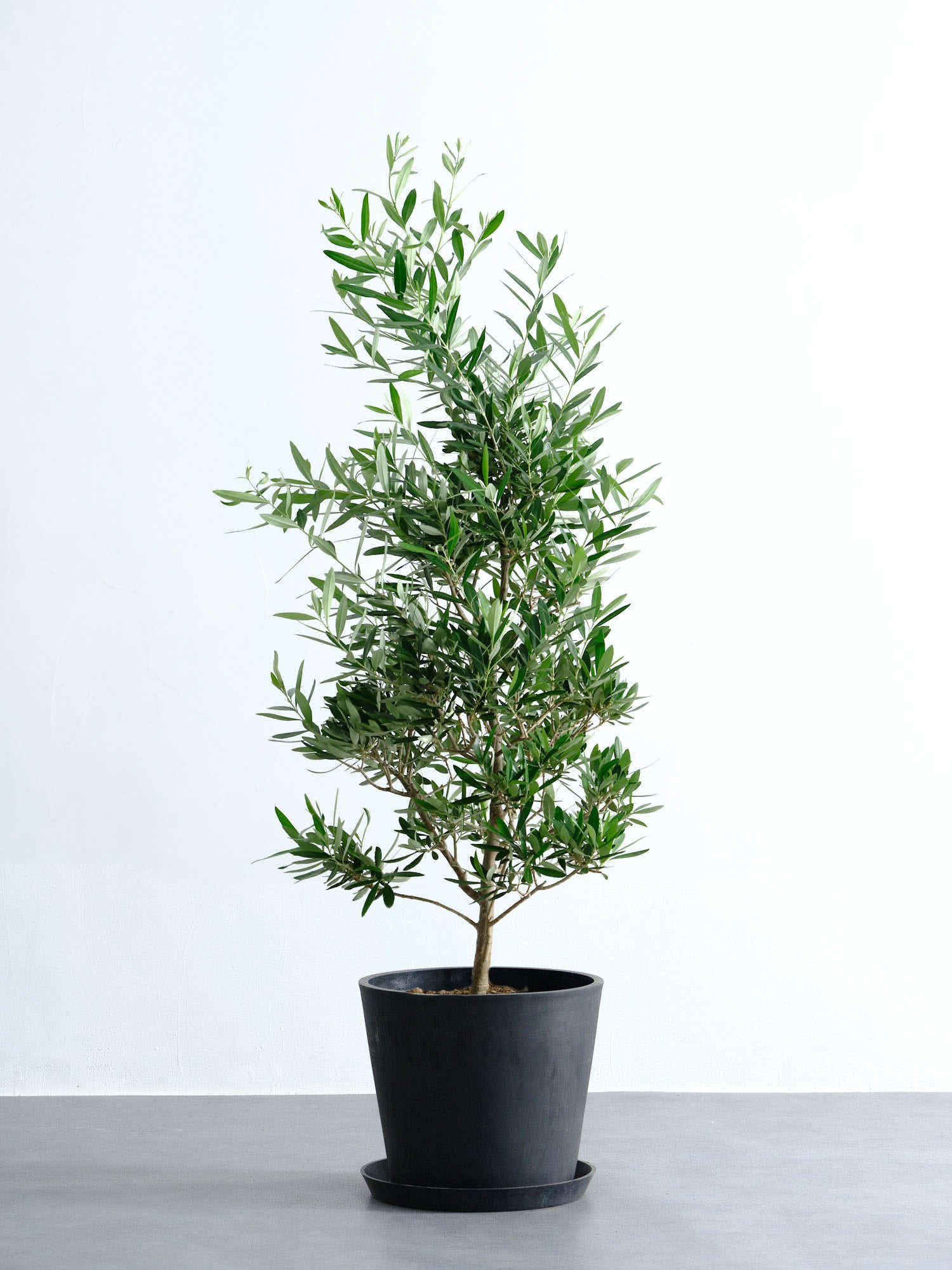 オリーブ・チプレッシーノ L #2 | 観葉植物の通販 AND PLANTS
