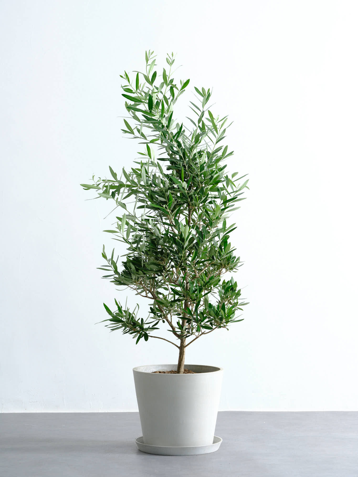 開花中✨ オリーブ チプレッシーノ Lサイズ 観葉植物 calm cafe 開花中✨ オリーブ チプレッシーノ Lサイズ 観葉植物 calm cafe