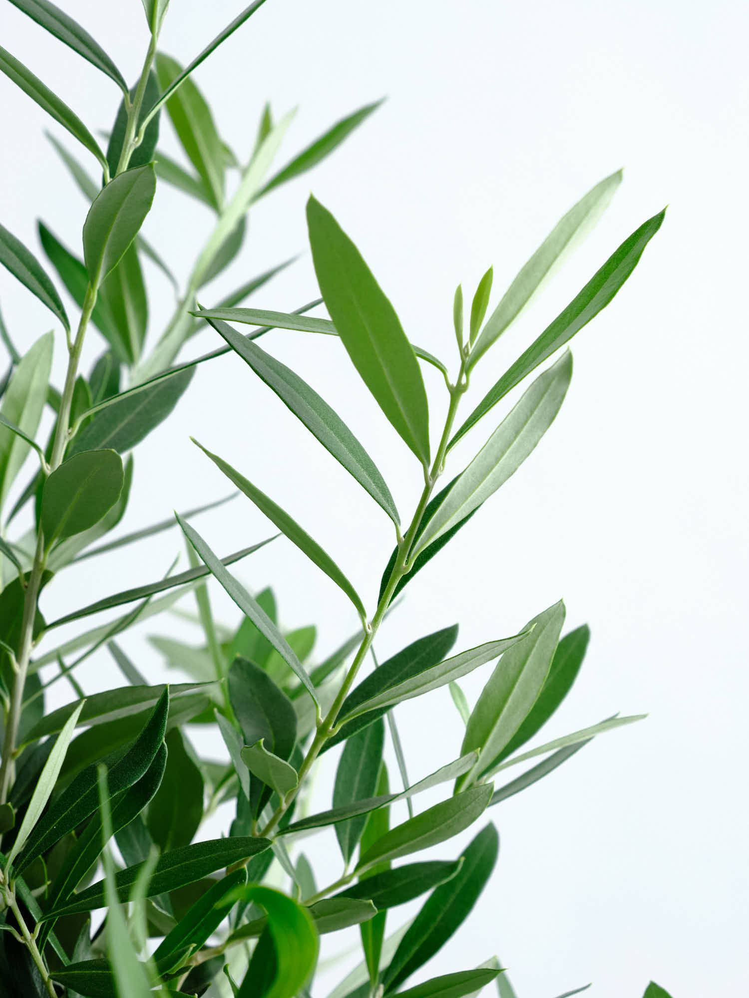 オリーブ・チプレッシーノ L #2 | 観葉植物の通販 AND PLANTS (アンド