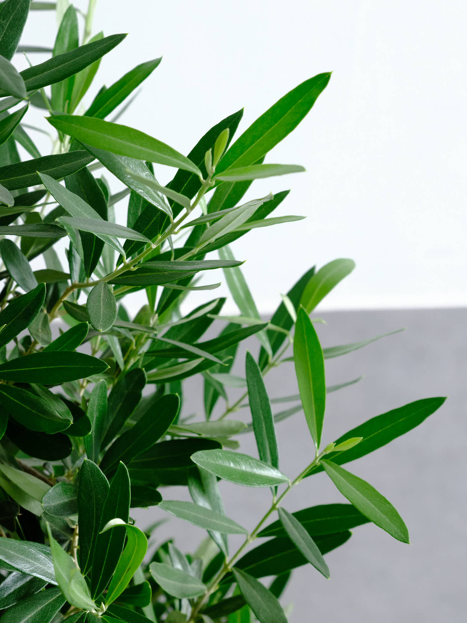 オリーブ・チプレッシーノ L #2 | 観葉植物の通販 AND PLANTS (アンド