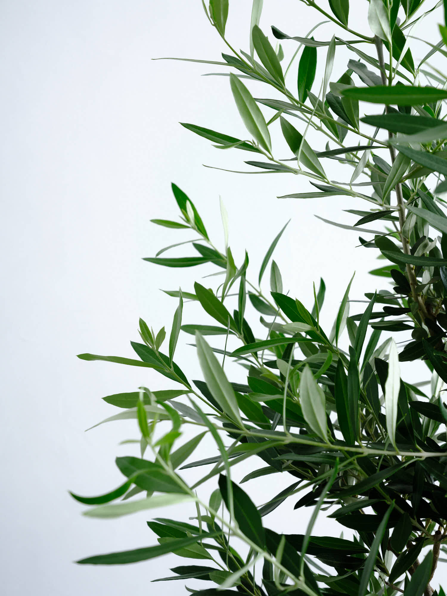 オリーブ・チプレッシーノ L #2 | 観葉植物の通販 AND PLANTS (アンド