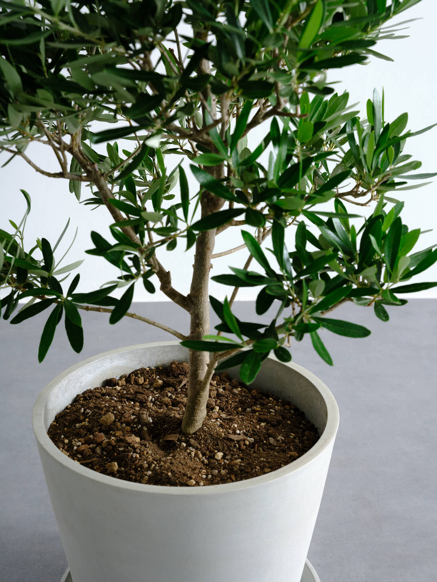 オリーブ・チプレッシーノ L #2 | 観葉植物の通販 AND PLANTS