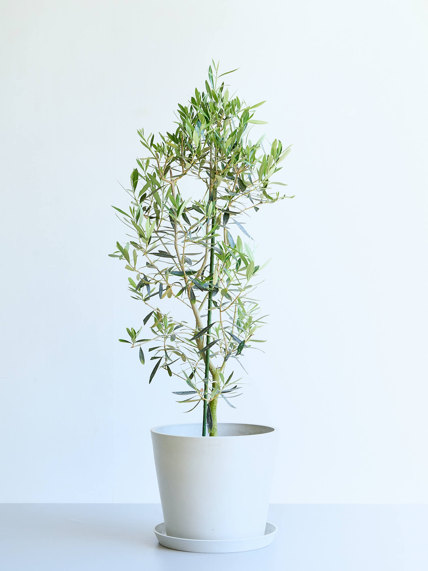 オリーブ・チプレッシーノ L| 観葉植物通販 AND PLANTS (アンドプランツ)