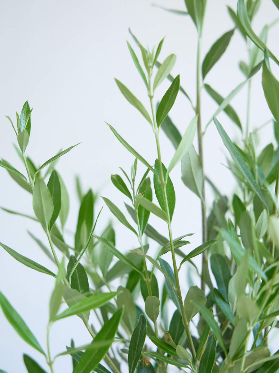 オリーブ・チプレッシーノ 10号 | 観葉植物の通販 AND PLANTS (アンド