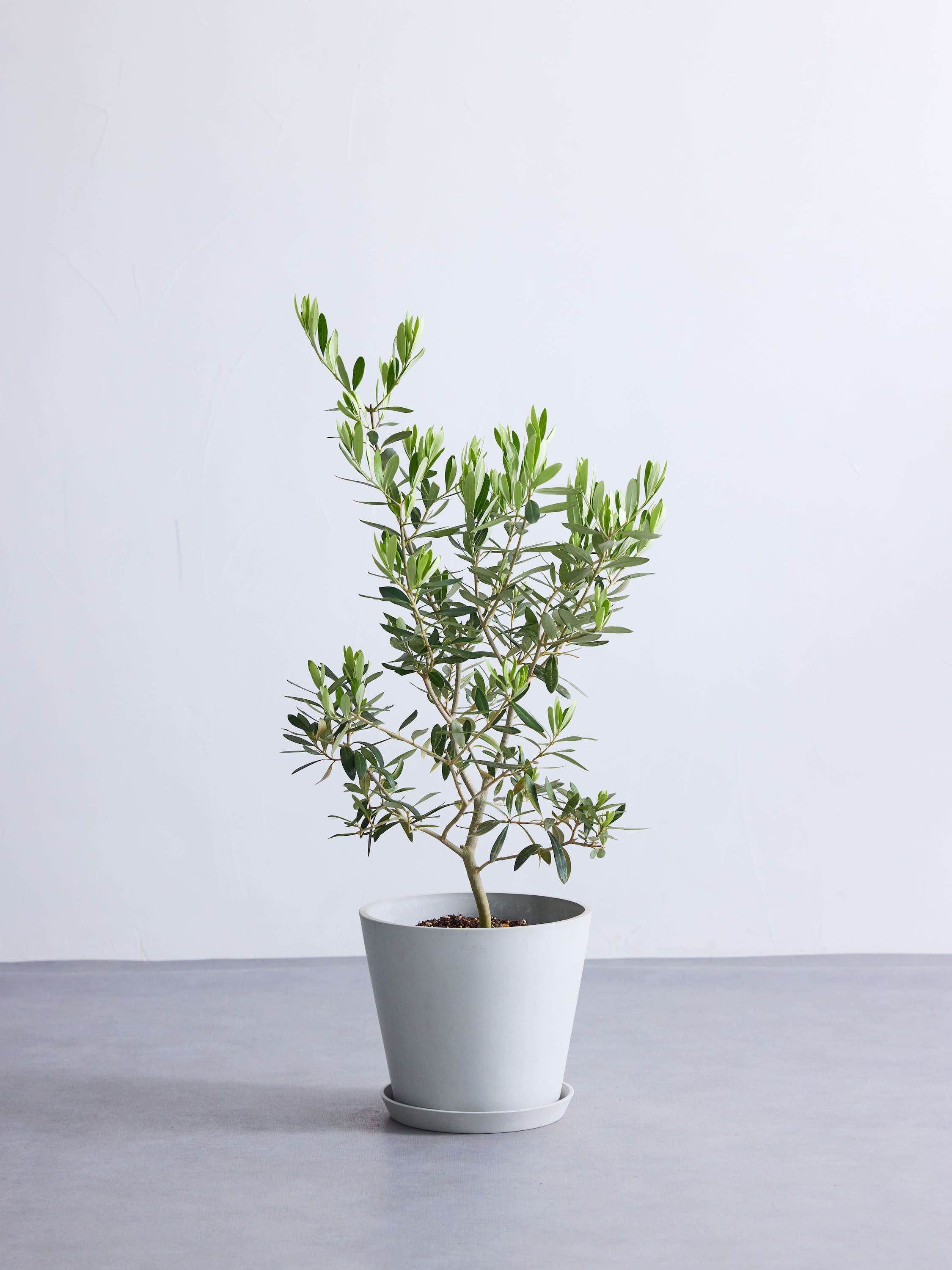 オリーブ・チプレッシーノ M | 観葉植物の通販 AND PLANTS (アンド