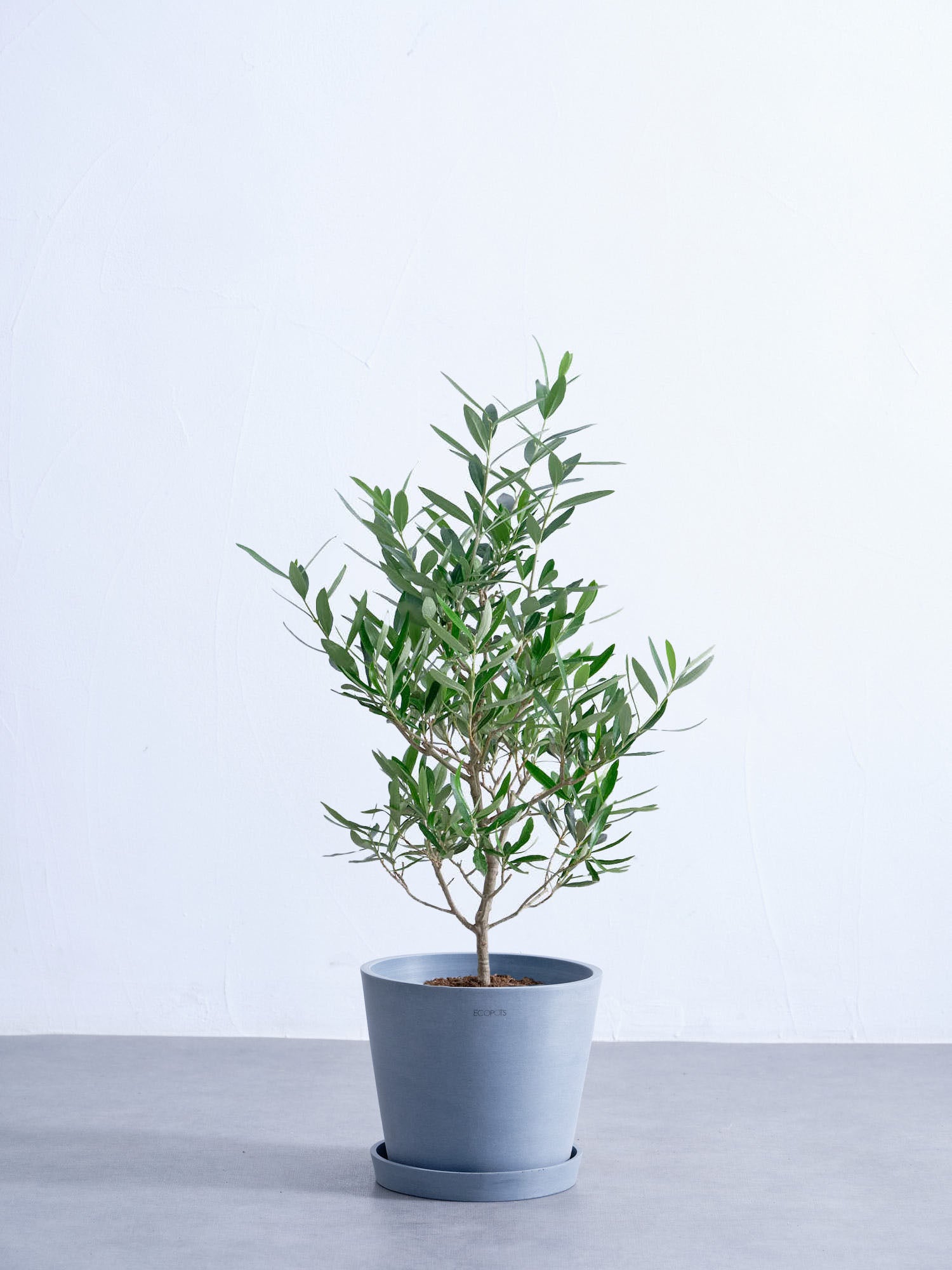 オリーブ・チプレッシーノ S #2 | 観葉植物の通販 AND PLANTS (アンド