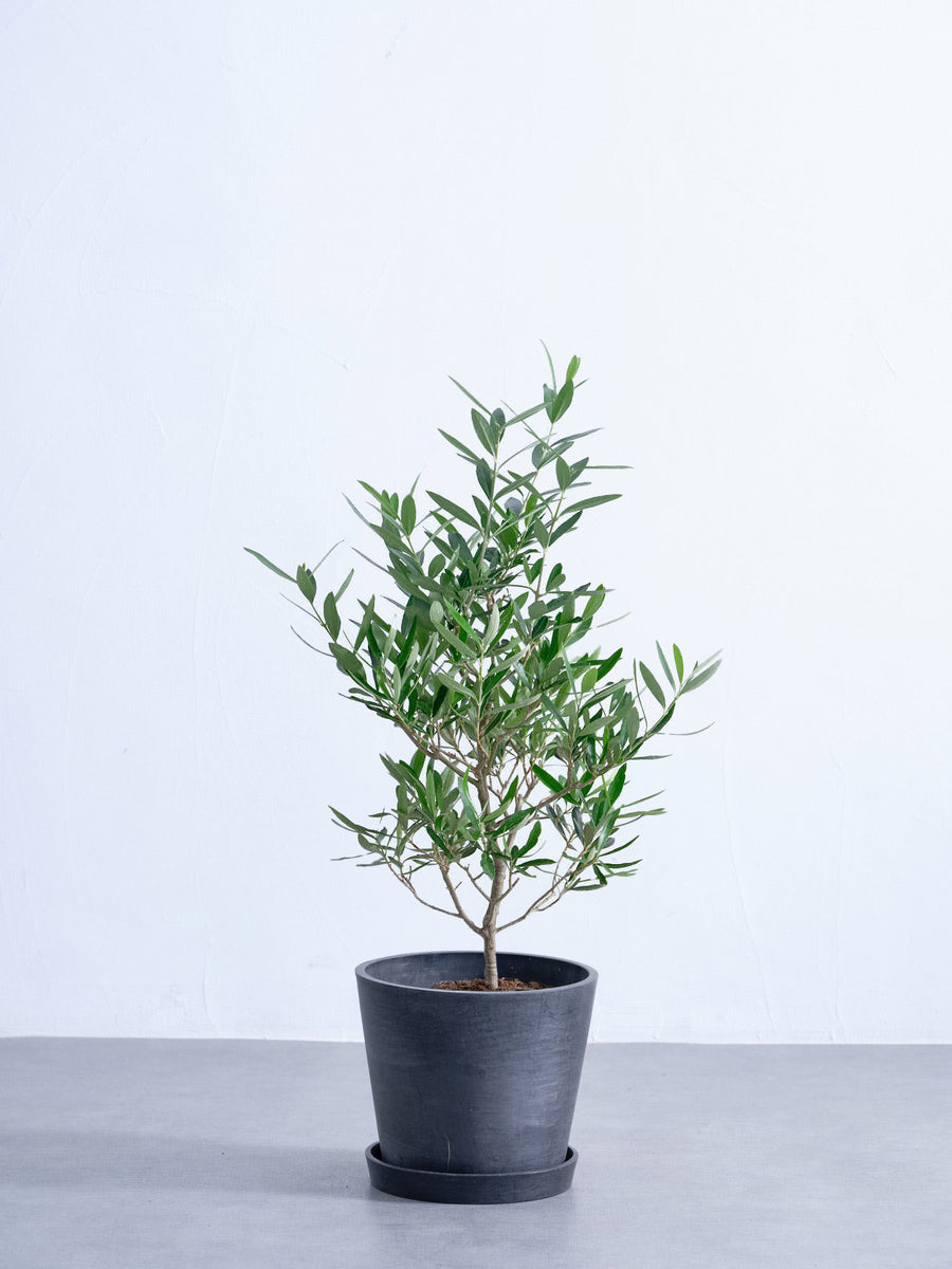 オリーブの木 6号 | 観葉植物の通販 AND PLANTS (アンドプランツ)