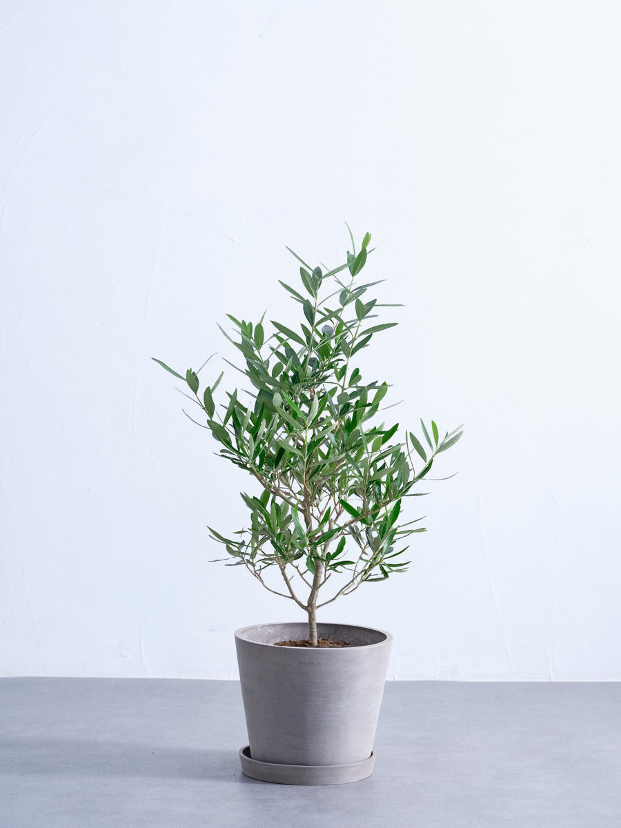 オリーブの木 6号 | 観葉植物の通販 AND PLANTS (アンドプランツ)
