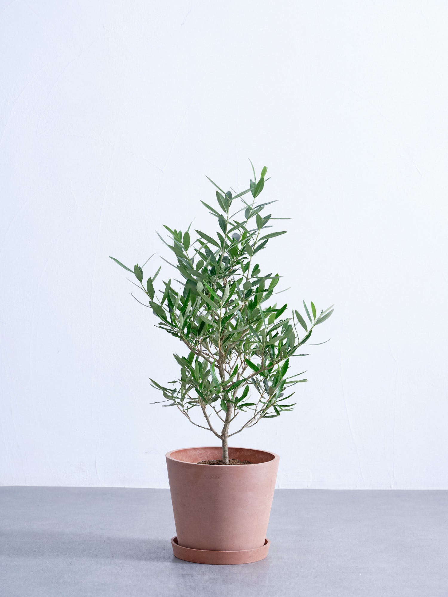 オリーブ・チプレッシーノ S #2 | 観葉植物の通販 AND PLANTS (アンド